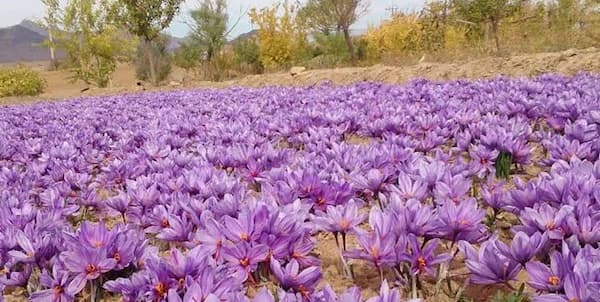 تصویر 1 از خرید زعفران اتویی صادراتی + قیمت عالی باکیفیت